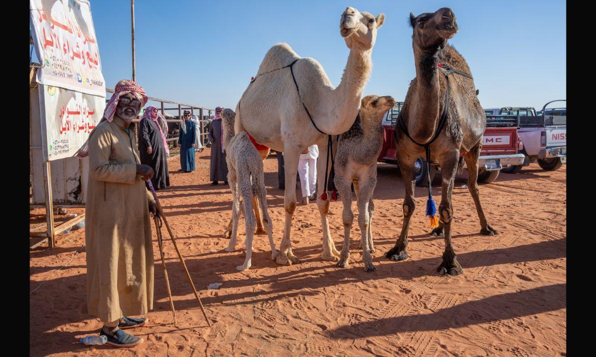 Over 40 camels disqualified from Saudi Arabia's beauty contest over botox use